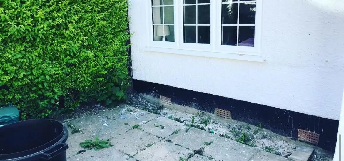 After: The paved area under the window cleared, with the hedge on the left and a black bin